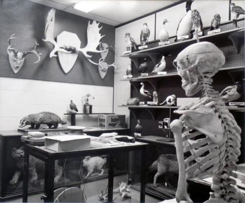 Specimen Room, McClurg High School, Wilkie, 1981