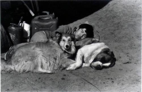 Hoss is a Good Pillow