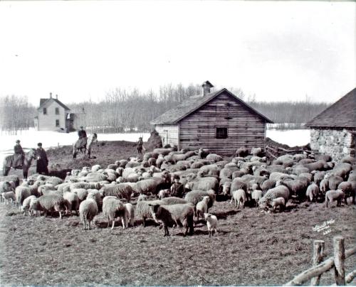Sheep Farm, Northern Saskatchewan (Flatlands #12)