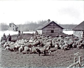 Sheep Farm, Northern Saskatchewan (Flatlands #12)
