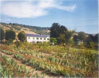 Field of Irises