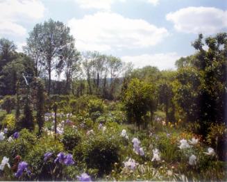Irises in bloom