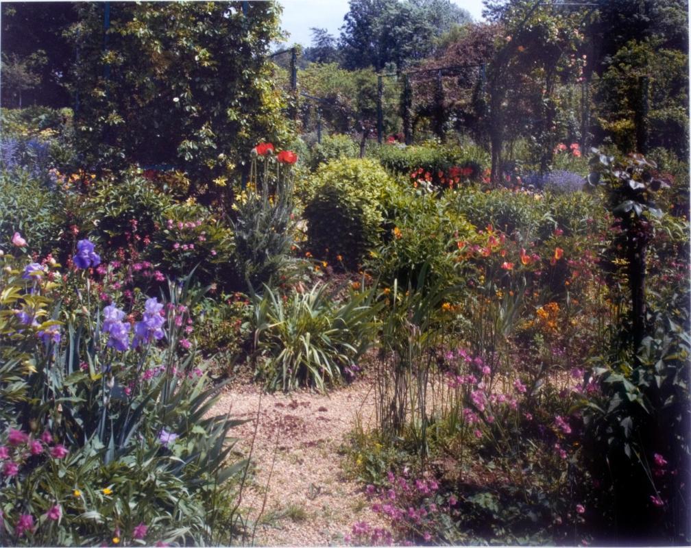 Irises by the path