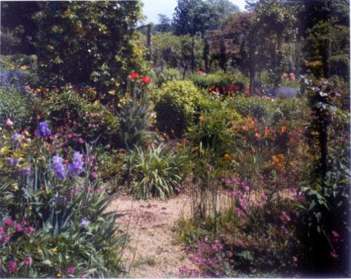 Irises by the path
