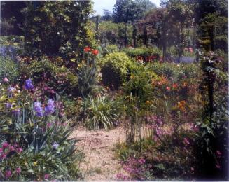 Irises by the path