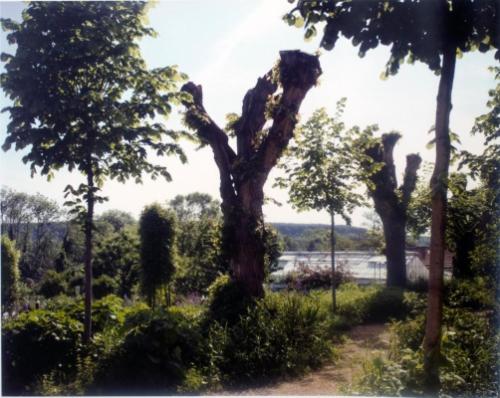 Pollarded Tree