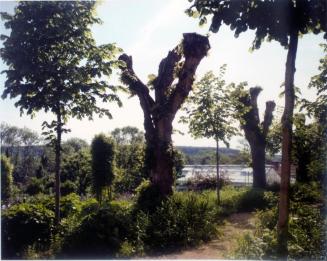Pollarded Tree