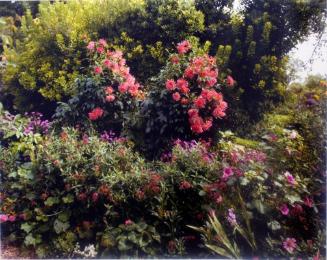 Red Chrysanthemums