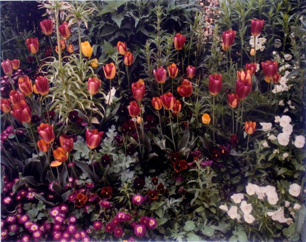 Tulips with purple pansies