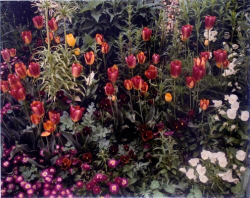 Tulips with purple pansies