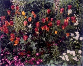 Tulips with purple pansies