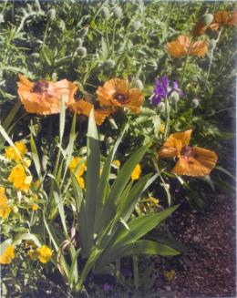 Poppy with yellow irises