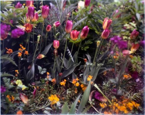 Tulips and daisies