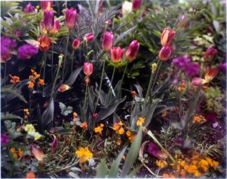 Tulips and daisies