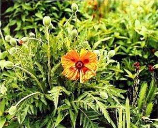 Orange Poppy
