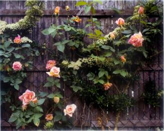 Roses on fence by pond