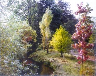 Trees by stream