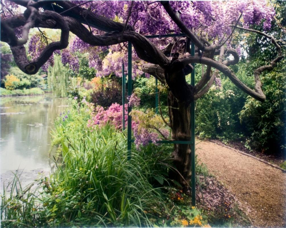 Wisteria by pond