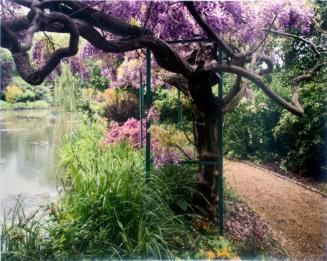 Wisteria by pond
