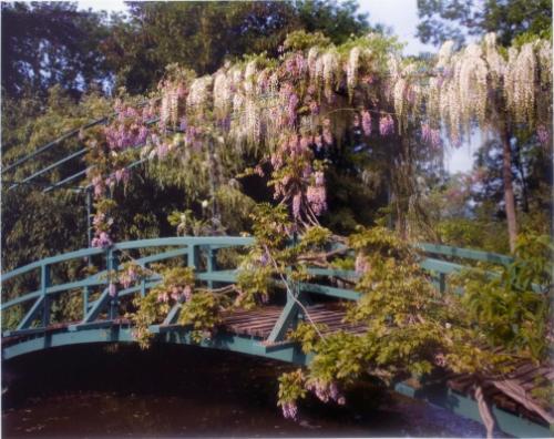 Wisteria covered bridge