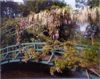 Wisteria covered bridge