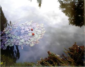 Water lilies