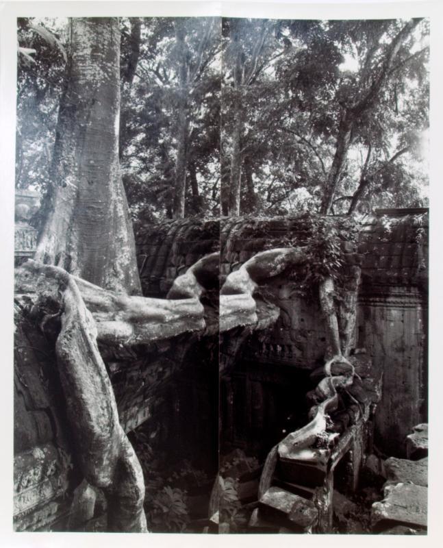 Ta Prohm, Angkor Wat (diptych, Snake Tree)