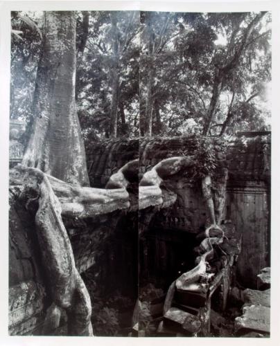 Ta Prohm, Angkor Wat (diptych, Snake Tree)