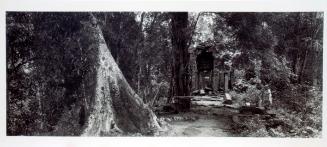 Angkor Wat (path by banyan)