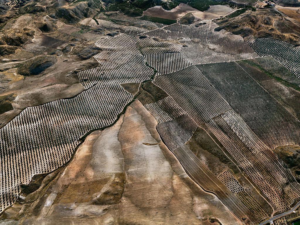 Olive Groves #3, Jaen, Spain