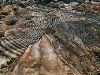 Olive Groves #3, Jaen, Spain