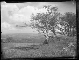 Windswept Thorns - Dorset
