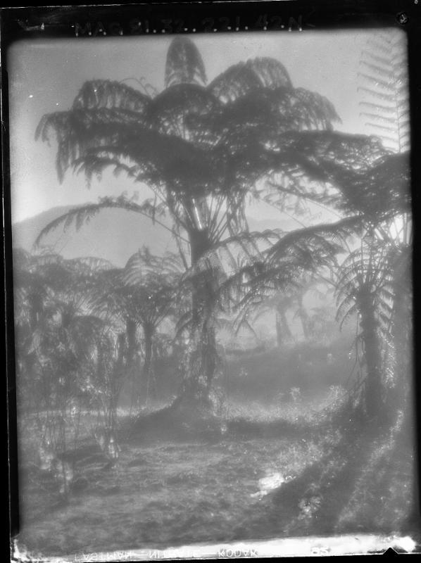 Tree Ferns