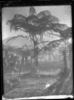 Tree Ferns