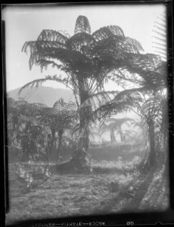 Tree Ferns