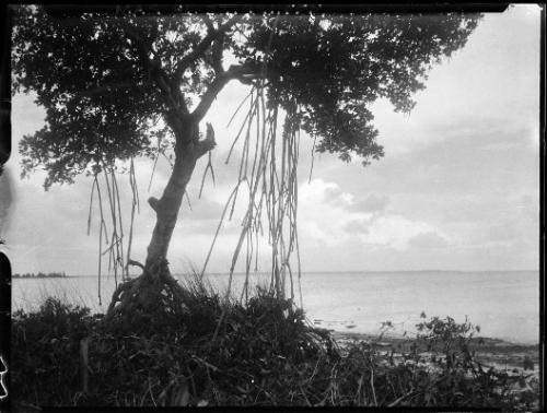 Mangrove Tree