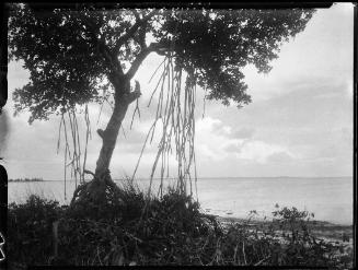 Mangrove Tree