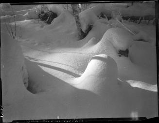 Deep in Winter Woods