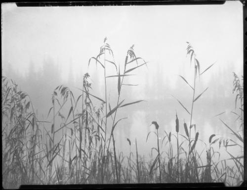 Reed Tracery