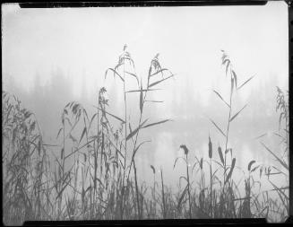Reed Tracery