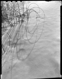 Reed Shadows