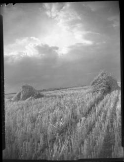 Prairie Gold