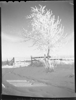 Gate in Winter