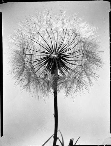 Wild Salsify