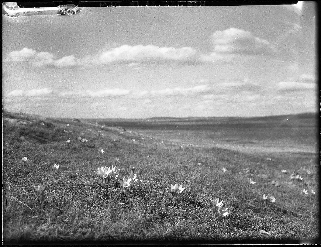 Prairie Crocuses