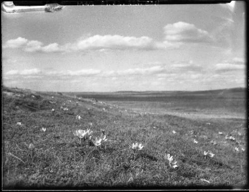 Prairie Crocuses