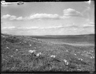 Prairie Crocuses
