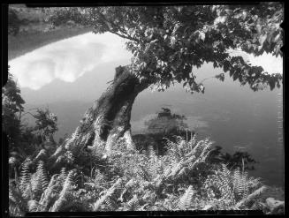 Untitled (gnarled tree leaning over water)