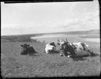 Cattle on Bank of South Saskatchewan River