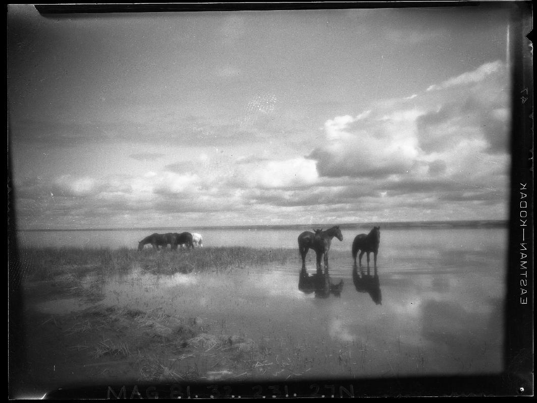 Untitled (grazing horses)